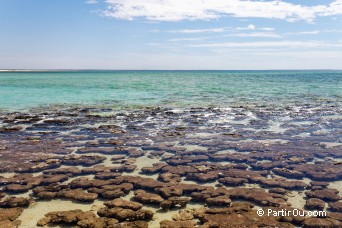 Shark Bay - Australie