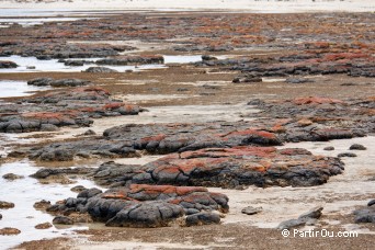 Stromatolithes de Hamelin Pool - Shark Bay - Australie