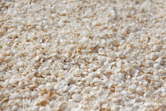 Shell Beach - Shark Bay - Australie