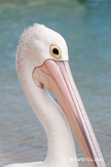 Plican - Monkey Mia - Shark Bay - Australie