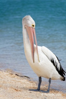 Plican - Monkey Mia - Shark Bay - Australie