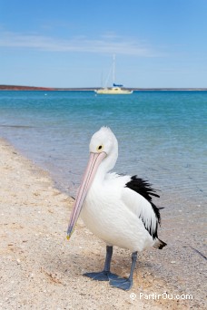 Plican - Monkey Mia - Shark Bay - Australie