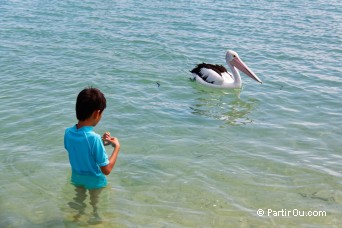 Plican - Monkey Mia - Shark Bay - Australie