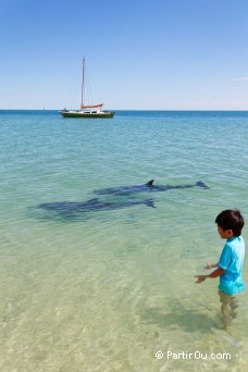 Dauphins - Monkey Mia - Shark Bay - Australie