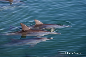 Monkey Mia - Shark Bay - Australie