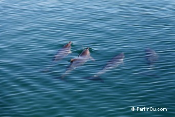 Monkey Mia - Shark Bay - Australie