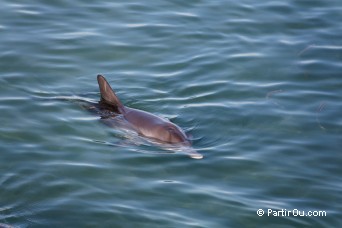 Monkey Mia - Shark Bay - Australie