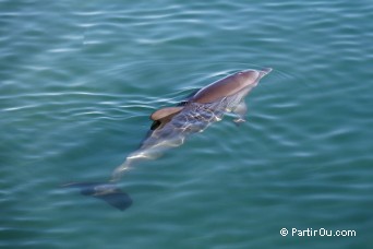 Shark Bay - Australie