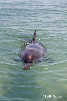 Dauphin - Monkey Mia - Shark Bay - Australie