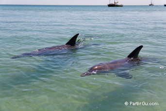 Shark Bay - Australie