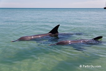 Dauphins - Monkey Mia - Shark Bay - Australie