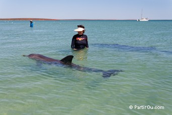Dauphins - Monkey Mia - Shark Bay - Australie