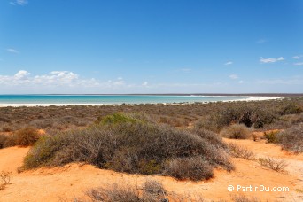 Shell Beach - Shark Bay - Australie