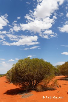 Parc national Franois Pron - Shark Bay - Australie