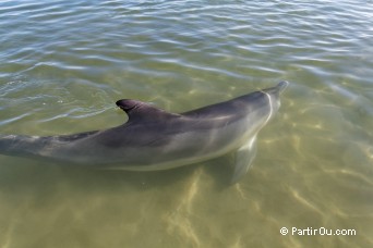 Dauphin  Bunbury - Australie