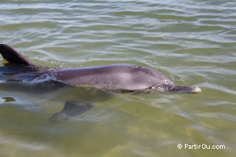 Dauphin  Bunbury - Australie