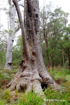 Grandma Tingle - Valley of the Giants - Australie