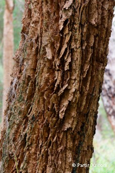 Karri oak