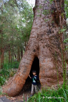 Valley of the Giants - Australie