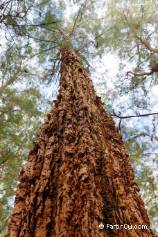 Karri oak