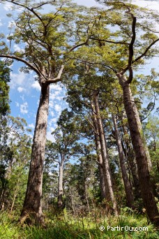 Valley of the Giants - Australie