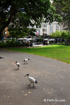 Ibis d'Australie - Australie