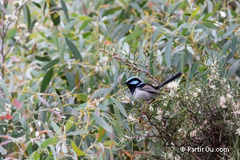 Mrion superbe - Australie