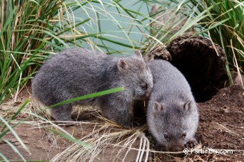 Wombats - Bonorong Wildfife Sanctuary - Tasmanie