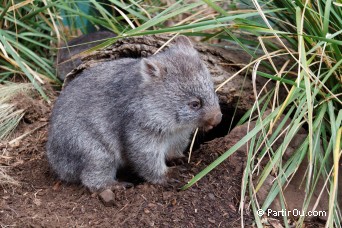 Wombat - Australie
