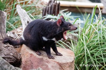 Diable de Tasmanie - Bonorong Wildfife Sanctuary - Tasmanie