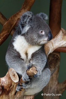 Koala - Australie