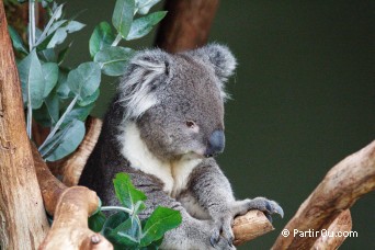 Koala - Bonorong Wildfife Sanctuary - Tasmanie