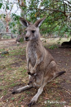 Kangourou - Bonorong Wildfife Sanctuary - Tasmanie