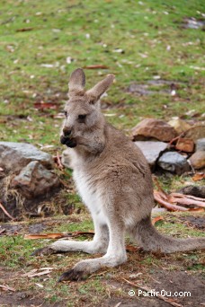 Kangourou - Bonorong Wildfife Sanctuary - Tasmanie