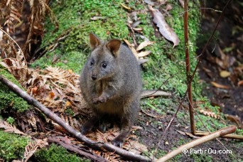 Pademelon - Australie