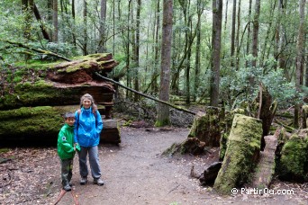 Russell Falls Track - Parc national du Mont Field - Tasmanie