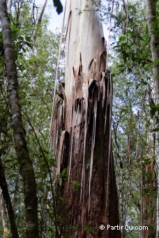 Eucalyptus regnans