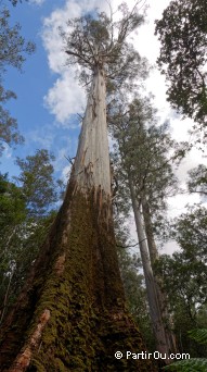 Eucalyptus regnans