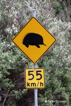 Panneau : Attention Échidné - Tasmanie
