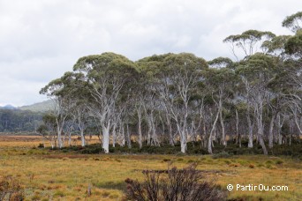 Tasmanie