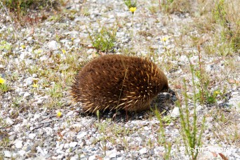 Échidné - Tasmanie