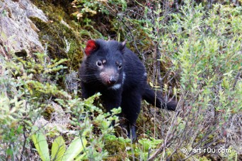 Diable de Tasmanie - Australie