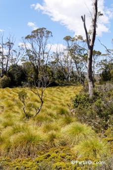 Buttongrass Moorlands et Eucalyptus - Vallée Cradle - Tasmanie
