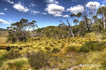 Buttongrass Moorlands et Eucalyptus - Vallée Cradle - Tasmanie