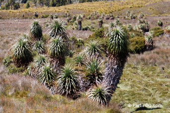 Pandani - Valle Cradle - Tasmanie