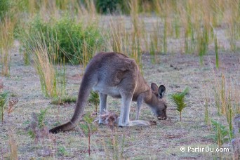 Wilsons Promontory - Australie