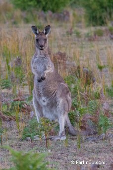 Prom Wildlife Walk - Wilsons Promontory - Australie
