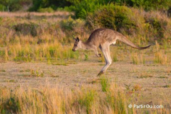 Prom Wildlife Walk - Wilsons Promontory - Australie