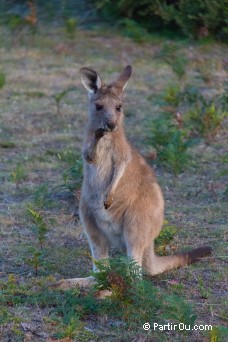 Prom Wildlife Walk - Wilsons Promontory - Australie