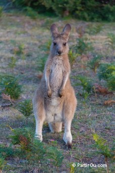 Kangourou - Australie